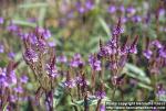 Photo: Verbena hastata 1.