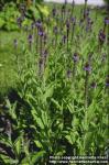 Photo: Verbena macdougalii.