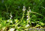 Photo: Veronica officinalis 2.