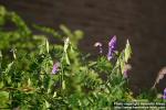 Photo: Vicia cracca 3.