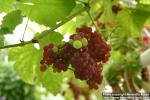 Photo: Vitis vinifera 2.