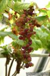 Photo: Vitis vinifera 3.