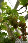 Photo: Vitis vinifera 4.