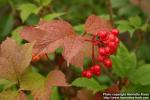 Photo: Viburnum opulus 8.