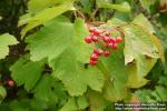 Photo: Viburnum opulus 10.