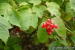 Photo: Viburnum opulus 11.