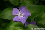 Photo: Vinca major 7.