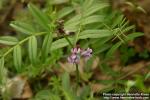 Photo: Vicia sepium 1.