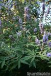 Photo: Vitex agnus castus 4.