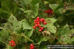 Photo: Viburnum opulus 13.