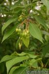 Photo: Viburnum lentago 1.