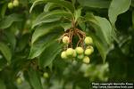 Photo: Viburnum lentago 3.