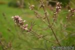 Photo: Vitex agnus castus 11.