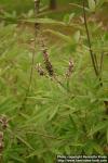 Photo: Vitex agnus castus 12.