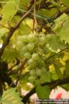 Photo: Vitis vinifera 7.