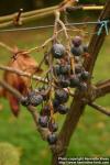 Photo: Vitis vinifera 8.