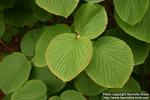 Photo: Viburnum furcatum.