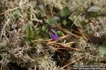 Photo: Viola tricolor 5.