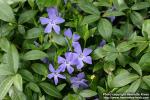 Photo: Vinca minor 6.