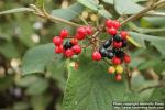 Photo: Viburnum lantana 5.