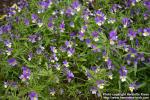 Photo: Viola tricolor 09.