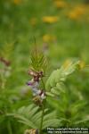 Photo: Vicia sepium 5.