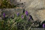 Photo: Vicia cracca 5.