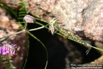 Photo: Vicia cracca 6.