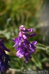 Photo: Vicia cracca 8.