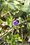 Photo: Vinca minor 8.