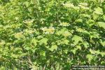 Photo: Viburnum opulus 19.