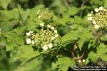 Photo: Viburnum opulus 22.