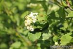 Photo: Viburnum opulus 23.