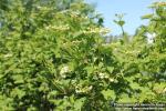 Photo: Viburnum opulus 24.