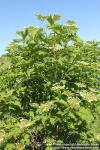 Photo: Viburnum opulus 25.