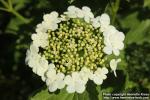 Photo: Viburnum opulus 29.