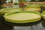 Photo: Victoria amazonica 3-