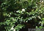 Photo: Viburnum japonicum.