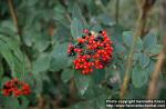 Photo: Viburnum lantana 2.