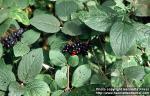 Photo: Viburnum lantana 4.