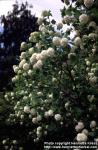 Photo: Viburnum opulus 3.