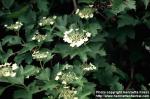 Photo: Viburnum opulus 5.