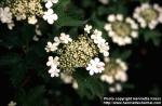 Photo: Viburnum opulus 7.