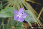 Photo: Vinca major 1.