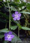 Photo: Vinca major 2.