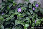 Photo: Vinca major 3.