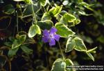 Photo: Vinca major 4.