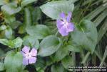 Photo: Vinca major.