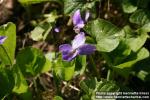 Photo: Viola odorata 3.