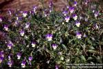 Photo: Viola tricolor 4.